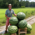 Florida Giant Watermelon Seeds - 24 Heirloom Non-GMO Organic Seeds - Citrullus lanatus