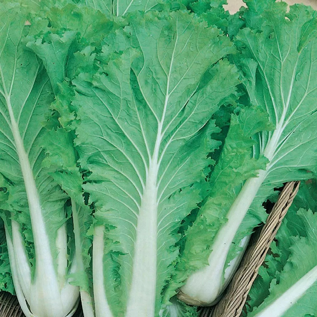 Chinese Michihili Cabbage Seeds - 300+ NON-GMO Vegetable Garden Seeds - Brassica rapa subsp. pekinensis