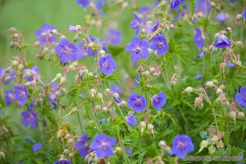 25+ Geranium Seeds for Garden Planting - Pratense Variety - USA Grown - Free Shipping