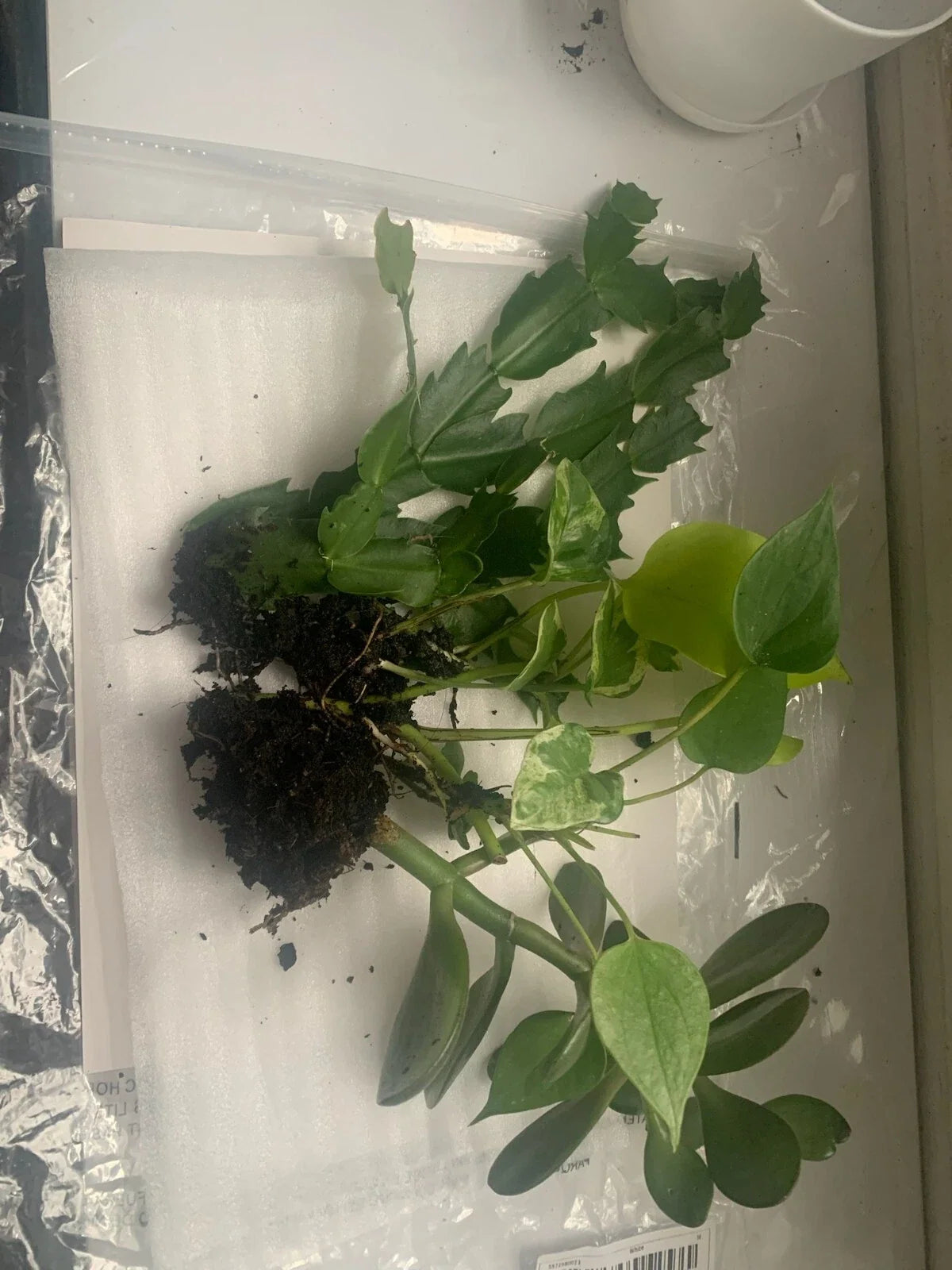 Rooted Indoor Plants Set - Jade, Cactus & Pothos Varieties - Perfect for Home Decor - Crassula ovata, Opuntia, Epipremnum aureum