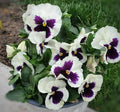 Pansy Flower Seeds - 50 Count - Silverbride Variety - Violas wittrockiana