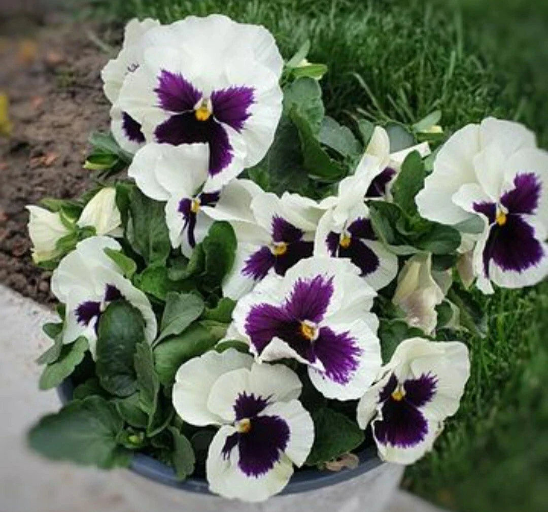 Pansy Flower Seeds - 50 Count - Silverbride Variety - Violas wittrockiana