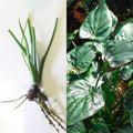 Live 7" Alocasia Cucullata Chinese Dwarf Elephant Ear Bare Plant - Semi-Upright