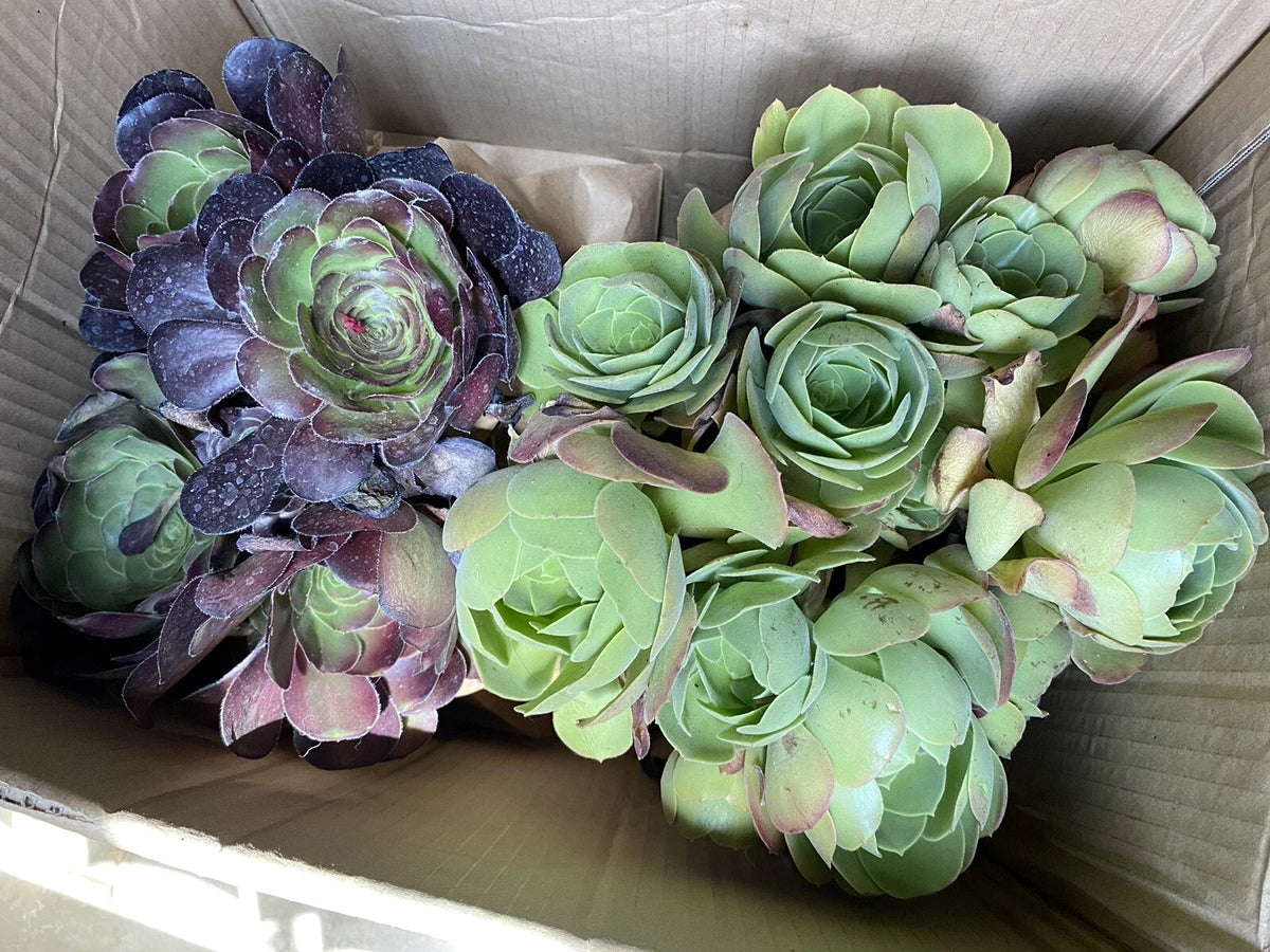 Aeonium Bundle Cuttings - Black Rose & Canaries - No Root or Soil - Succulent Plants
