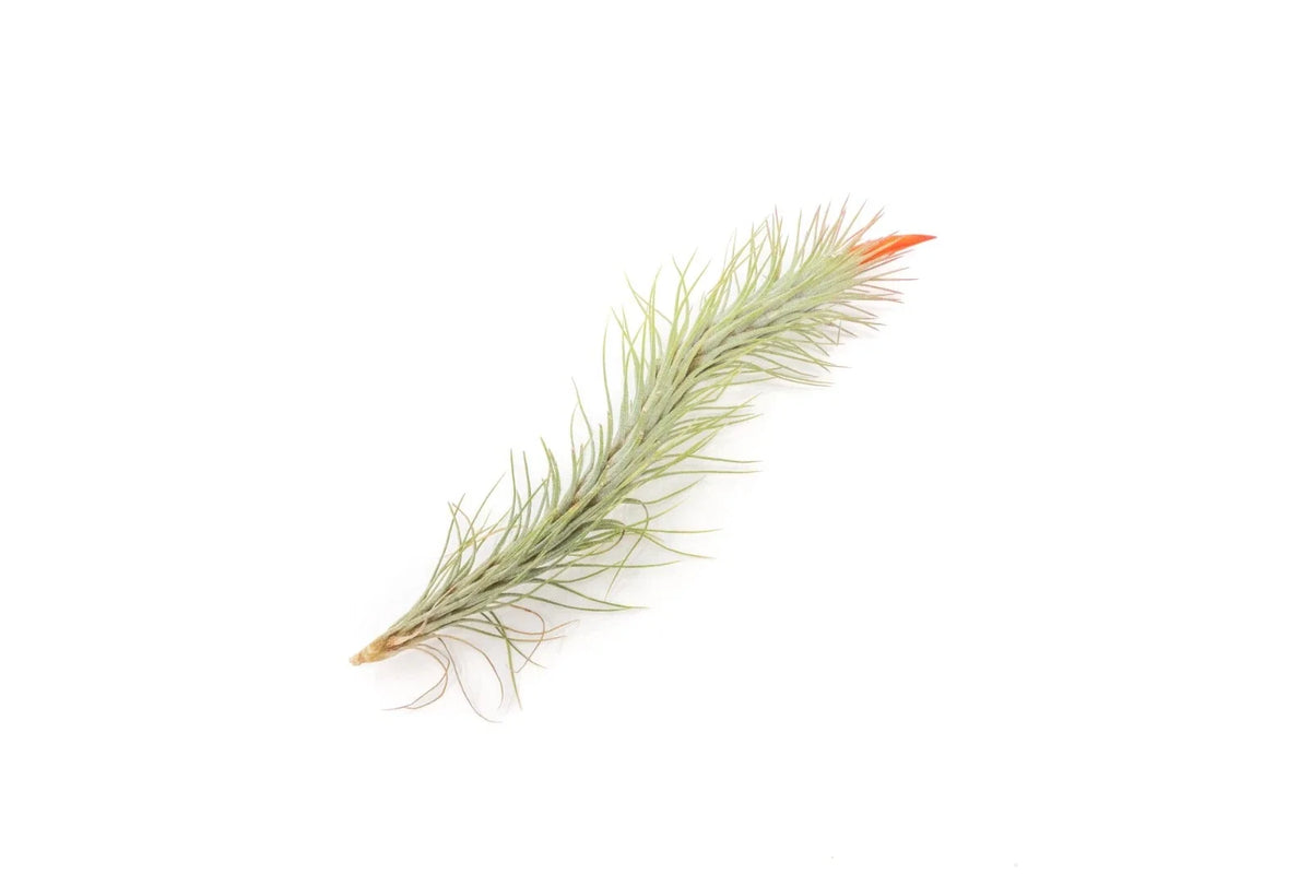 Pack of 5 Air Plants Tillandsia Funckiana - Easy Care Indoor Outdoor Live Air Plants - Sustainably Farmed
