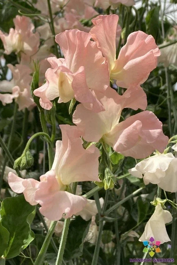 Heaven Scent Sweet Pea Seeds - 50+ Pack - Fragrant Garden Flowers - Lathyrus odoratus - USA