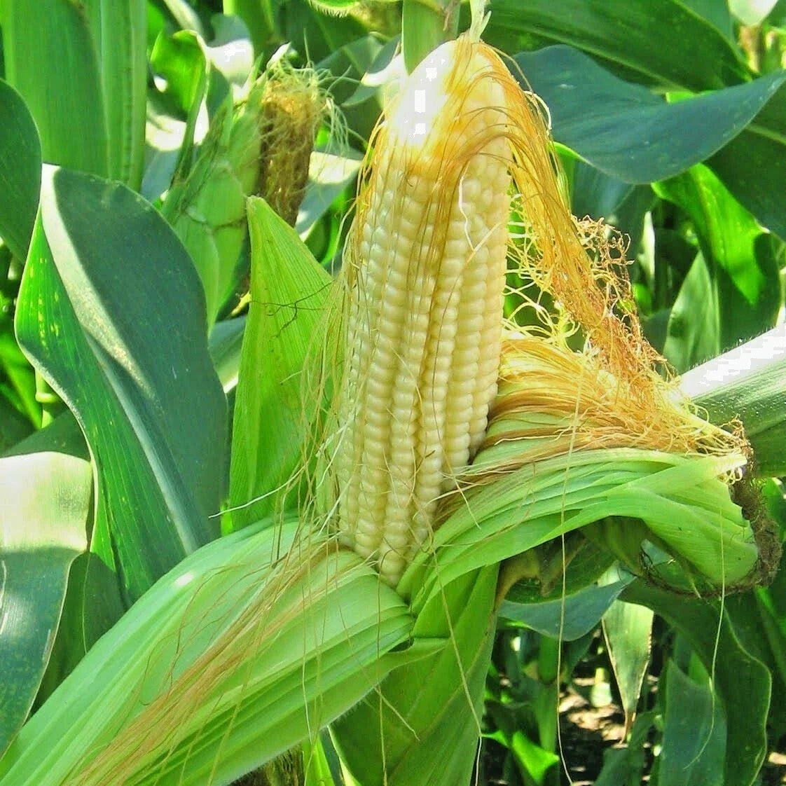 Bantam 8 Row Sweet Corn Seeds - Organic Non-Hybrid Heirloom Vegetable Seeds - Zea mays