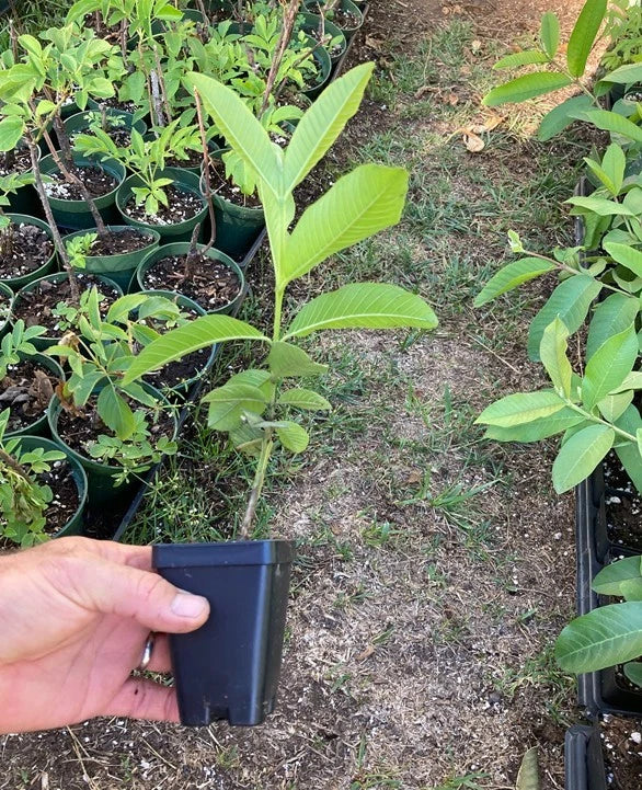 Pink Guava Plant (Psidium guajava) – Live Starter Plant, Self-Fertile, Fast-Growing Tropical Fruit Tree