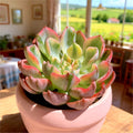 Tearless Beauty Variegated Succulent - 2.2” Bare Root Live Plant