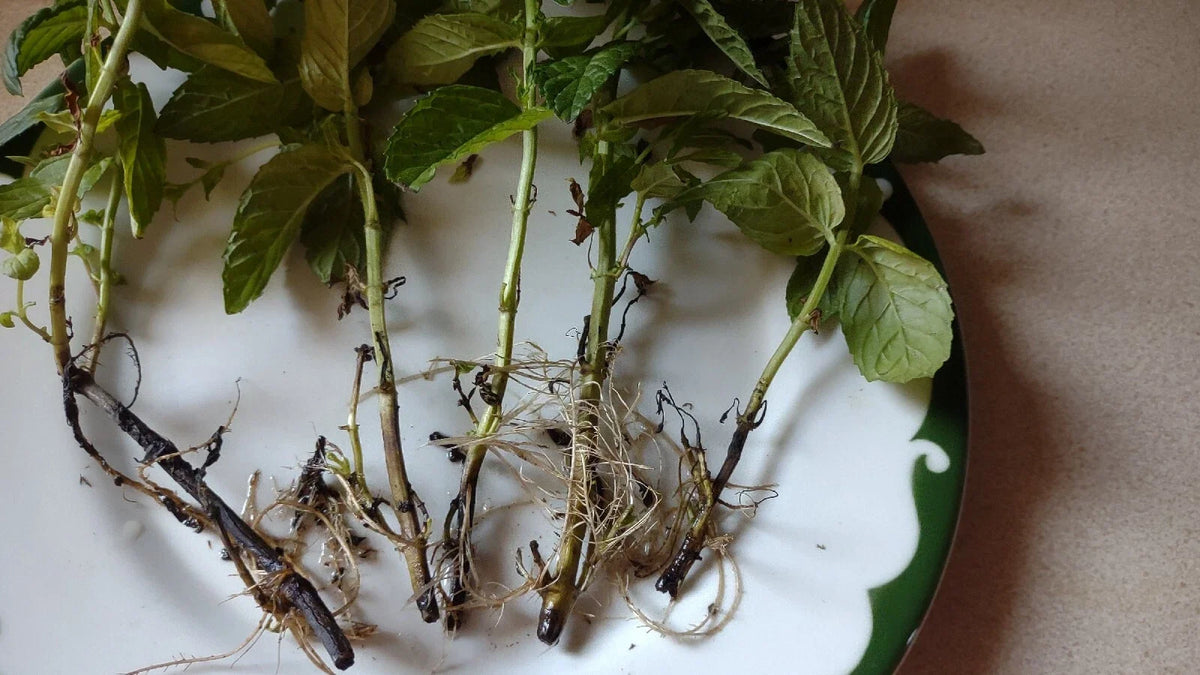 Mojito Mint Mint Mentha villosa - 5 Rooted Cuttings, Organic, Non-GMO