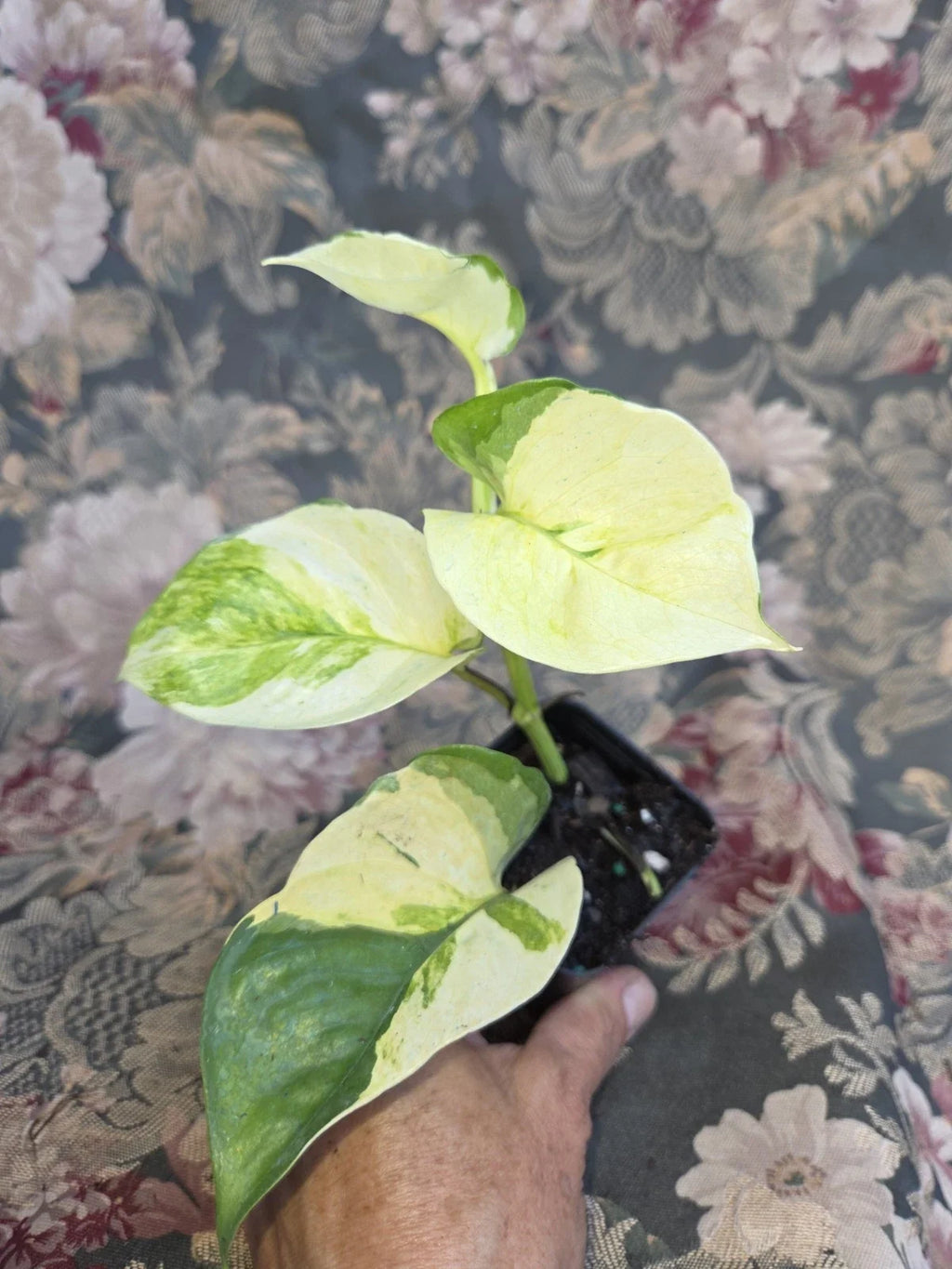 Manjula Pothos (Epipremnum aureum ‘Manjula’) Rooted 2" Pot – Harlequin Variegated Indoor Vine