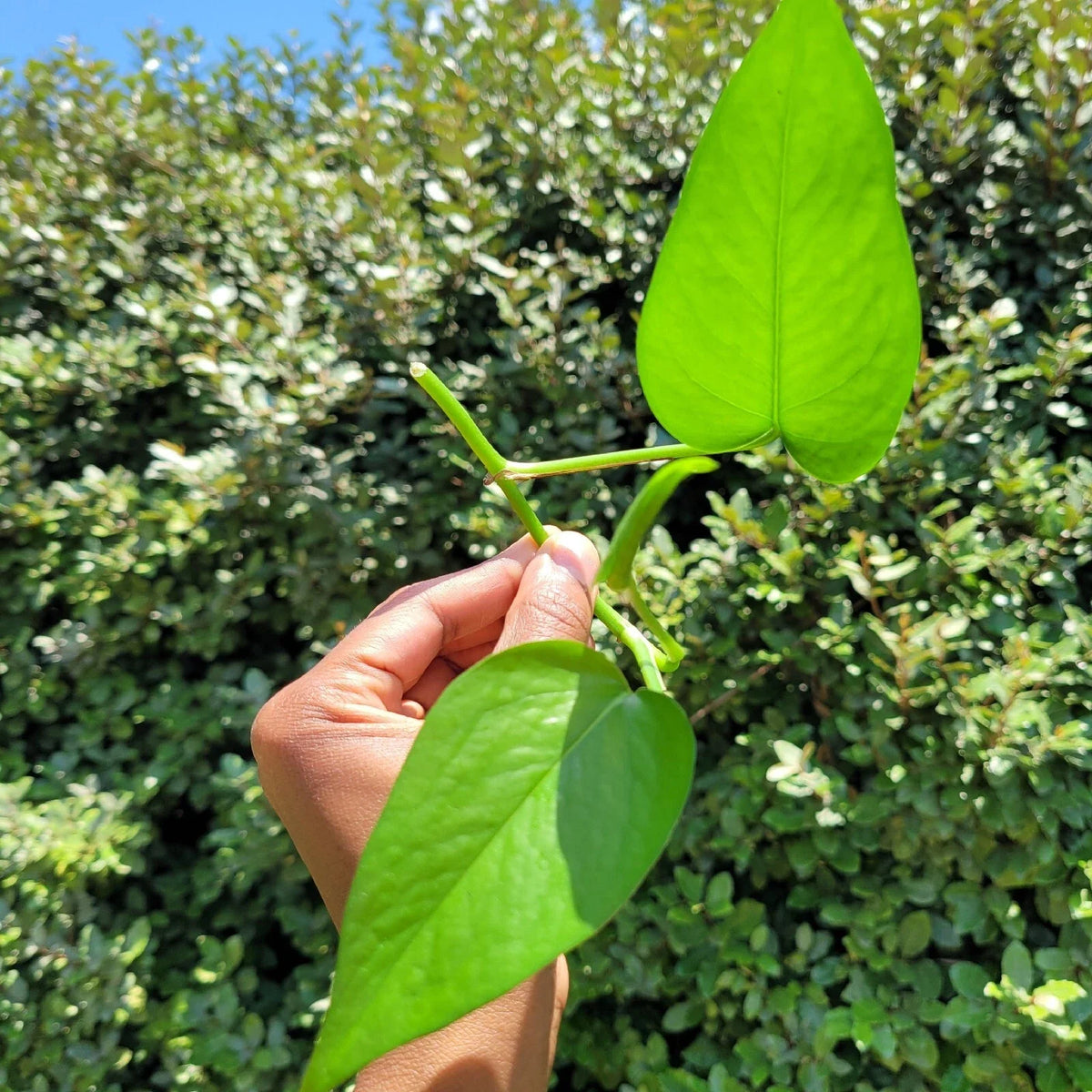 Golden Pothos Rooted Cutting - Epipremnum aureum | Easy-Care Hanging Plant