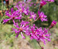Florida Ironweed Seeds | 25 Count | Vernonia Angustifolia | Native Florida Ecotype