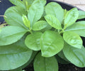 Talinum Ginseng Sam Dat Live Plants - Jewels of Opar - 4 Bare Root Asian Herbs for Gardening