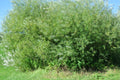 Live Basket Willow Cuttings - 4 Pack - Salix Viminalis - Easy to Grow for Landscaping and Garden Projects