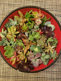 30 Succulent Cuttings - 20 Varieties - Ideal for Succulent Design - Echeveria, Sedum, Crassula, and More