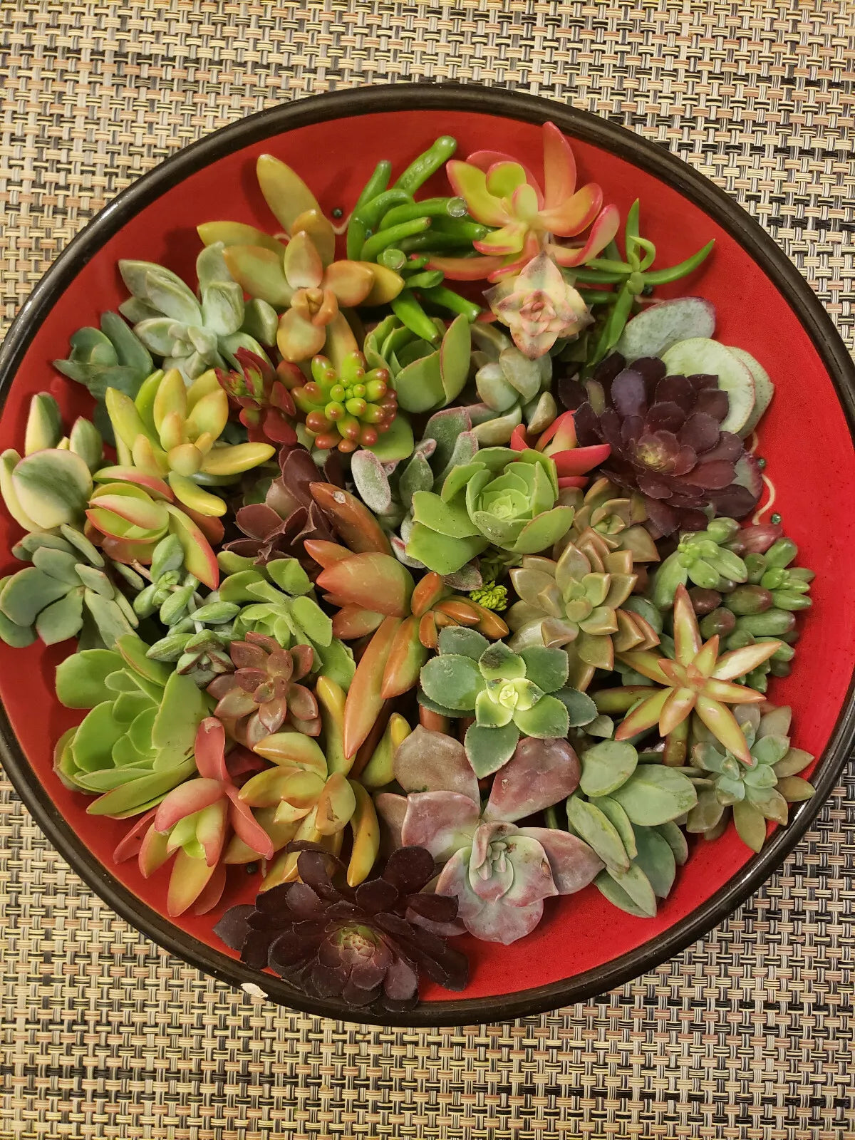 30 Succulent Cuttings - 20 Varieties - Ideal for Succulent Design - Echeveria, Sedum, Crassula, and More