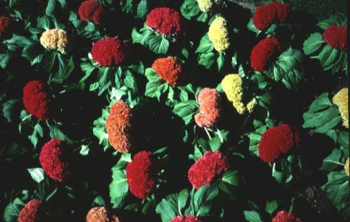 Celosia Amigo Mix Seeds - Colorful Flowering Plants for Garden and Flower Beds - Celosia argentea