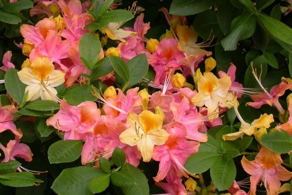 Azalea Rhododendron Plant - Pink & Yellow - Rooted - Garden Rainbow - May Be Dormant
