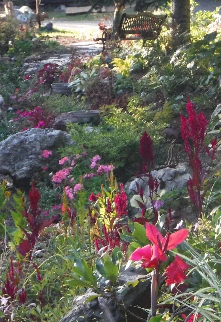 Celosia Seeds - Feather Mix - 25+ Seeds - Celosia Argentea