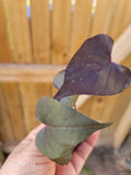 IPOMOEA BLACK HEART Live Plant | 1 Trailing Sweet Potato Vine | Annual | Well Rooted | Black Heart Variety