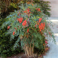 Evergreen Nandina Bush Shrub - Heavenly Bamboo Hardy Ornamental Plant - Fully Rooted (Nandina domestica)