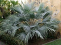 Brahea Armata Blue Hesper Palm Seedling - 10-12 Inches Tall - Unique Blue Leaves - Hardy Palm Variety (Brahea armata)