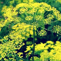 Bouquet Dill Seeds | NON-GMO Heirloom Seeds | Fresh Culinary Herb | Anethum graveolens