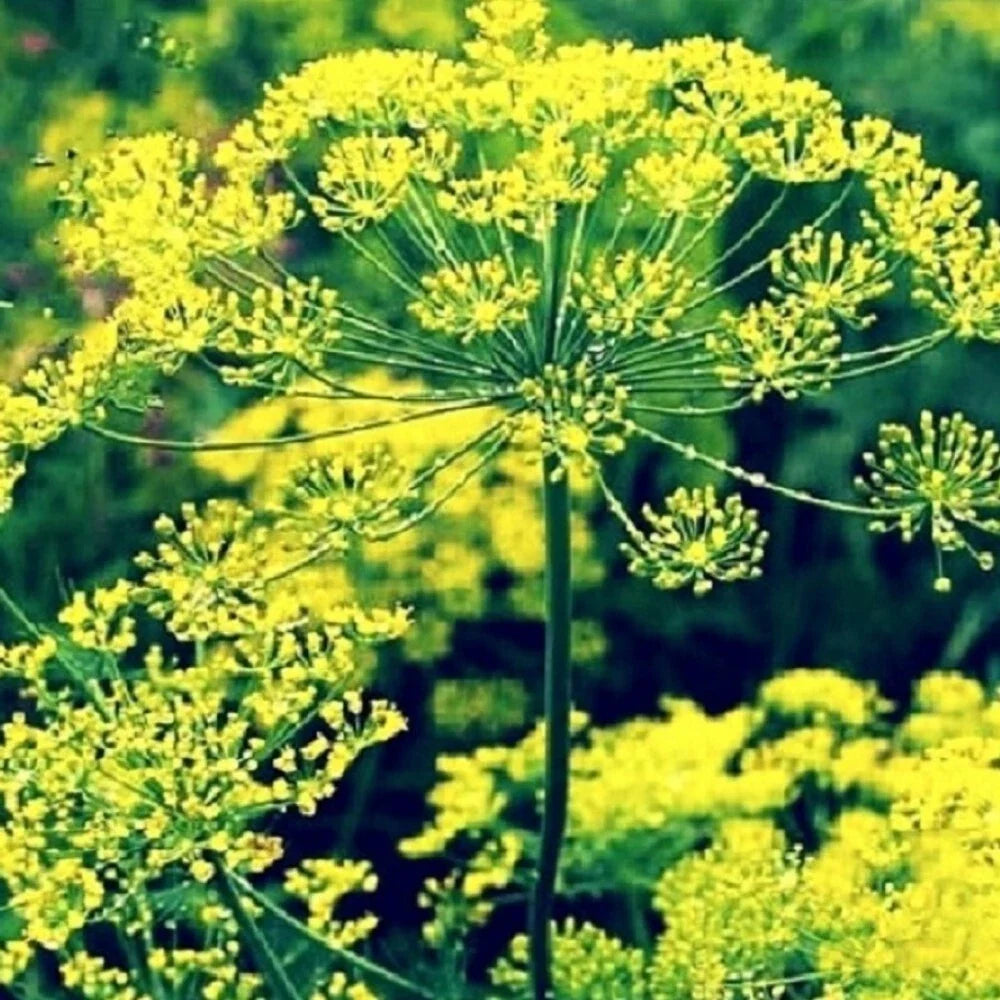 Bouquet Dill Seeds | NON-GMO Heirloom Seeds | Fresh Culinary Herb | Anethum graveolens
