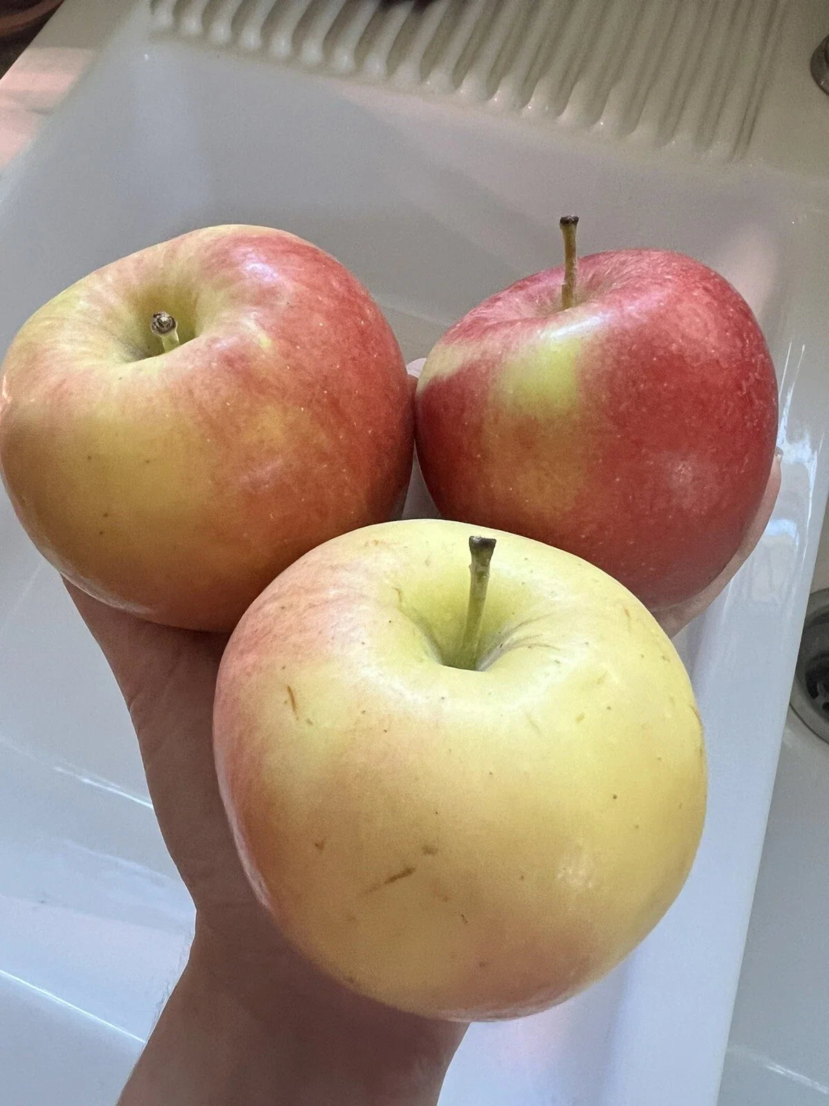 Organic Ambrosia Apple Seeds - Sweet Fruit Tree, Non-GMO, Homegrown Edible Variety - Perfect for Gardening