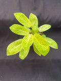 Philodendron Painted Lady Plant, Rooted in 3" Pot, Tropical Houseplant, Philodendron erubescens
