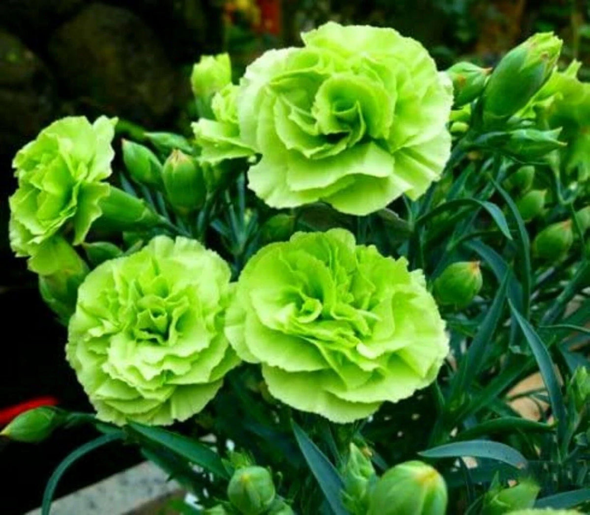 Bright Green Carnation Seeds - 100 Perennial Dianthus Flower Seeds for Vibrant Garden Blooms