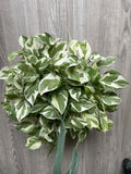 Pothos Cuttings - 3 Pearls and Jade - Variegated Devil’s Ivy Indoor House Plant - Epipremnum aureum