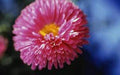 Aster Seeds - 25+ Seeds - Rainbow Variety - Bright Vivid Blooms - Perfect for Gardens - Aster spp.