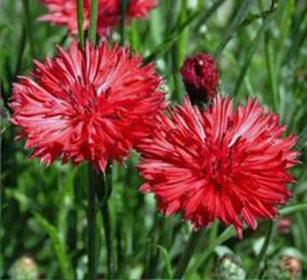 Bachelor Button Seeds, 1000 Count, Tall Red Variety, Centaurea cyanus, Beautiful Bright Blooms