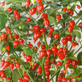 25+ Pimenta Biquinho Sweet Pepper Seeds - Heirloom Variety for Home Garden - Capsicum chinense - USA