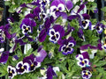200+ Sorbet XP Purple Pansy Seeds - Viola - Flower Seeds for Garden - USA - Free Shipping