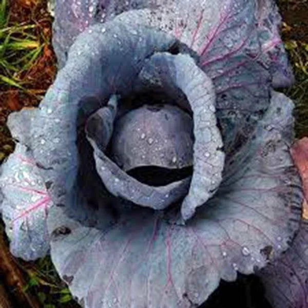 Cabbage Seeds 500 Count, Red Acre Heirloom, Non-GMO Cabbage (Brassica oleracea)