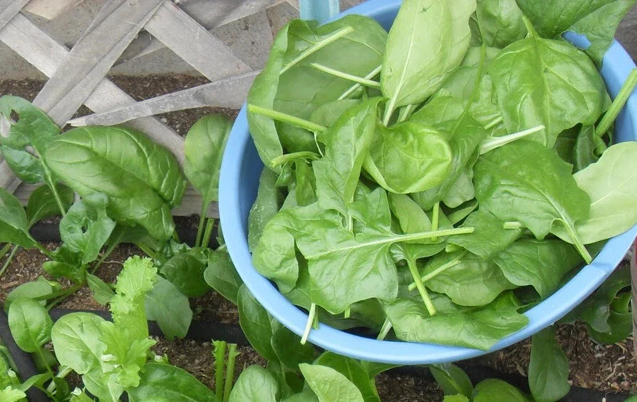 200+ Spinach Seeds Viroflay Spinach (Spinacia oleracea) Heirloom Vegetable Seeds for Home Gardening USA