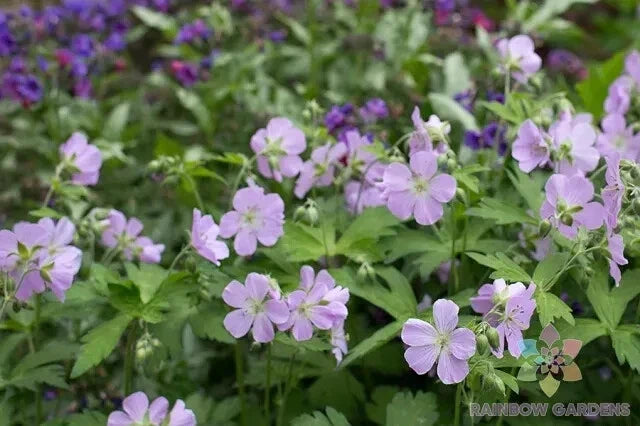 Joan Baker Geranium Seeds - 25+ Pack for Garden Planting - Pelargonium x hortorum