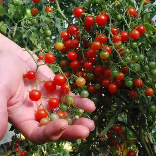 Sweet Pea Currant Tomato Seeds - 120+ Rare Tiny Seeds for Thousands of Tomatoes - Heirloom Variety