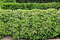 English Ivy Live Plant Roots - 5 Bare Roots for Living Fence, Patio Cover - Hedera helix - Green Lawn Solution