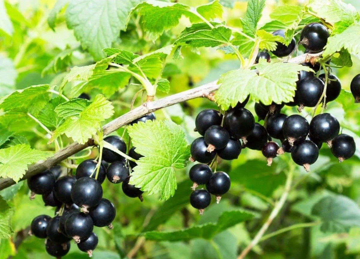 Black Currant Cuttings 8-10 Inches for Propagation - Ribes nigrum