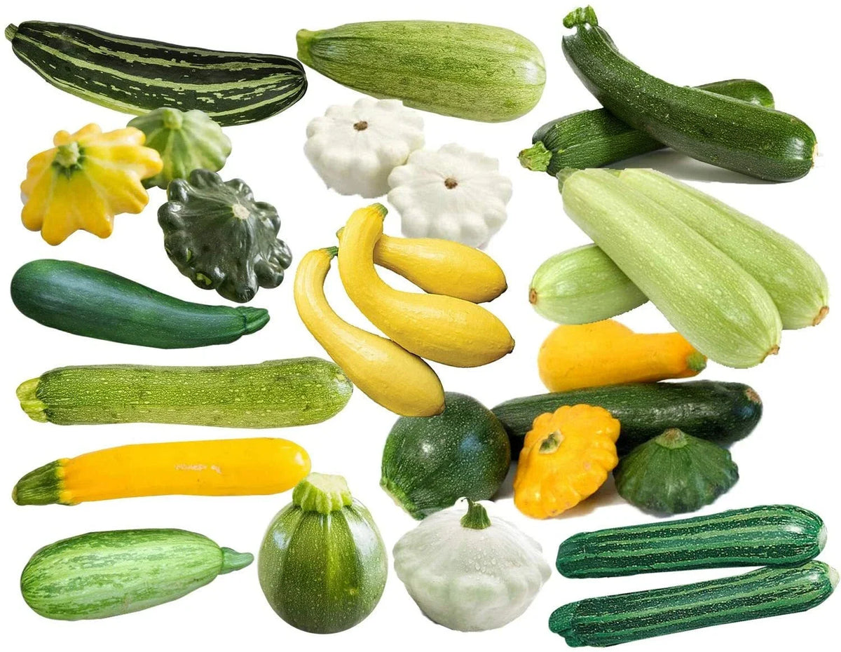 15+ Non-GMO Zucchini Summer Squash Seeds Mix - Cocozelle, Grey, Yellow - Italian Varieties