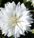 White Bachelor's Button Cornflower Seeds - 100+ Seeds for Boutonnieres - Centaurea cyanus