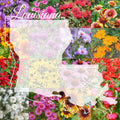 Wildflower Seed Mix 1/4LB Louisiana Blend for Colorful Blooms - Covers 2,000 sq-ft - Native to Louisiana