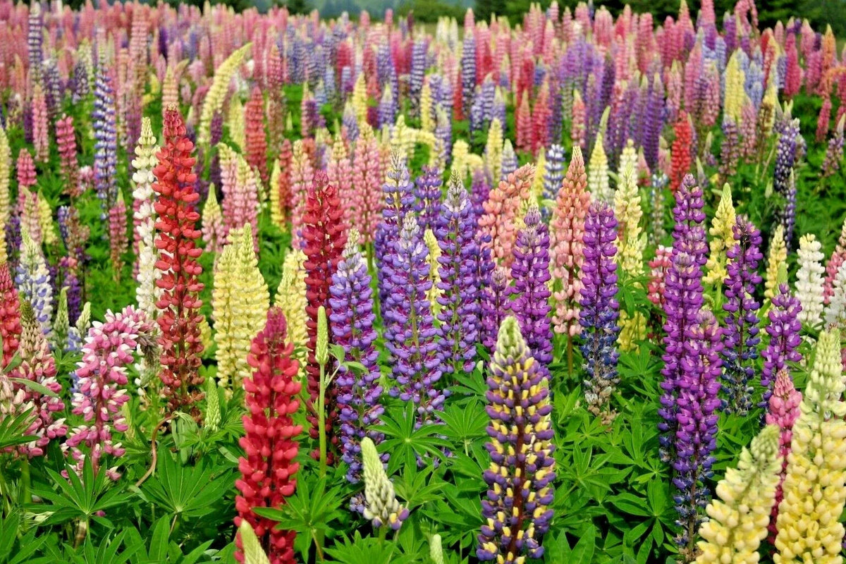 Lupine Seeds - 51+ Russell Mix - Native Wildflower for Pollinators - Perennial Garden Plant