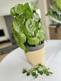 Rare Variegated Pilea Peperomioides White Splash Fresh Cuttings Houseplant - Unique Indoor Plant for Home Decor