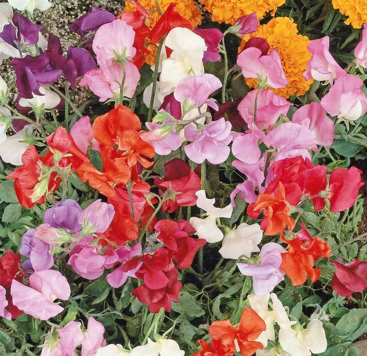 Sweet Pea Seeds Mix - 36" Dwarf Vine, Non-GMO - Lathyrus odoratus, Perfect for Containers, 50 Seeds