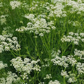 Caraway Seeds 300+ Pack Culinary Herb Seeds Carum carvi Fresh Harvest Gardens USA